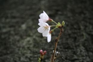 sakura4.jpg
