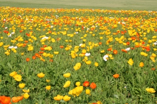 poppy.jpg
