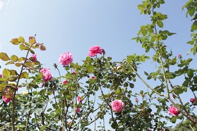 IMG_9413