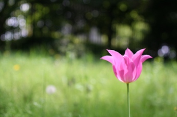 pink2.jpg