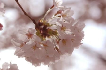 sakura.jpg