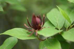 robai