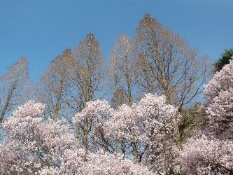 sakura3