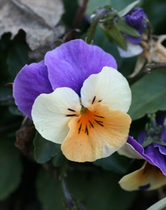 sumire
