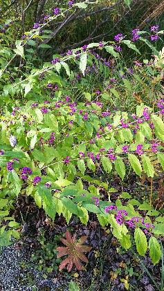 IMG_20161031_175513