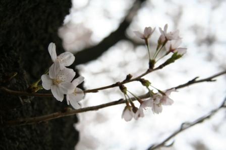 sakura6.jpg