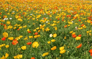 poppy.jpg