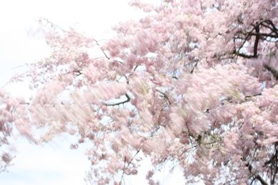 sakura