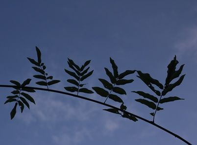 IMG_0333