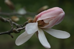 kobusi1