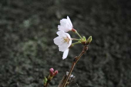 sakura5.jpg