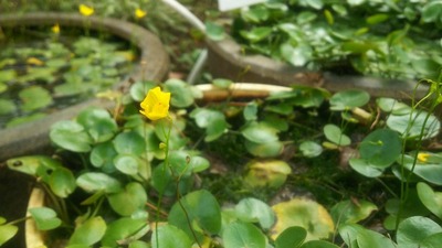 IMG_20170930_104132