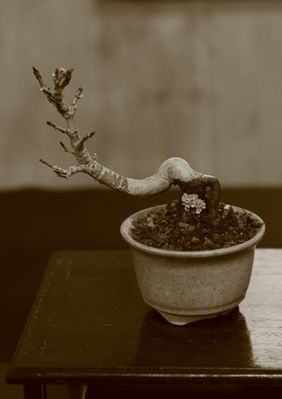 bon4