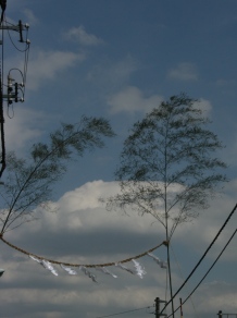 yokosawa3.jpg