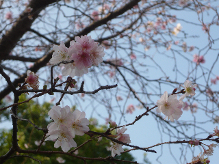 sakura.jpg