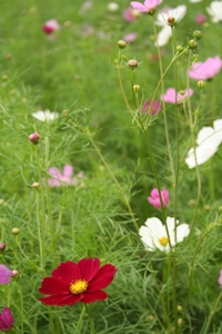cosmos6.jpg