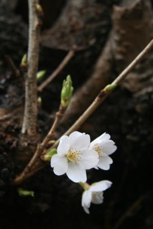 sakura3.jpg