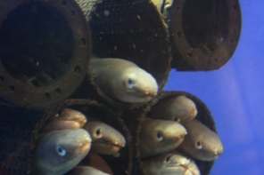 anago.jpg