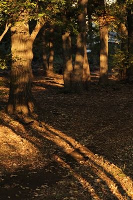 IMG_9539