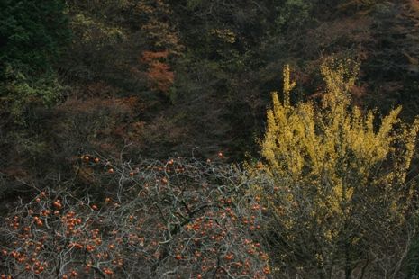 okutama