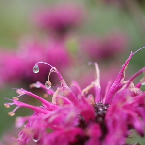 aji2