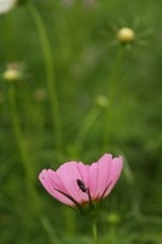 cosmos1