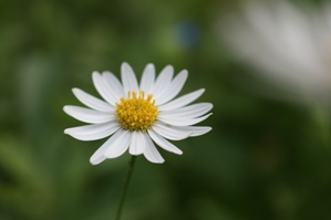 yokosawa2.jpg