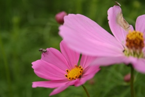 cosmos3.jpg