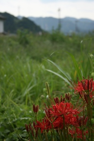 yokosawa4.jpg