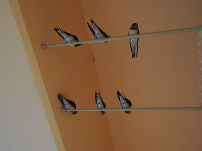 P6200072