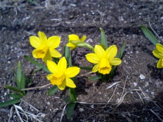 img20060404_2.jpg