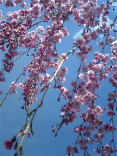 img20060429_8.jpg
