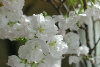 IMGP3271