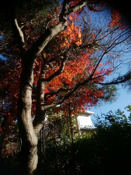 [画像:7b13c197-s.jpg]