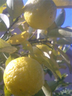 img20071124_5.jpg