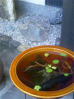 img20070803_1.jpg