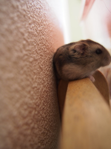 苺ichie ママ業の隙間に ハムスター飼育