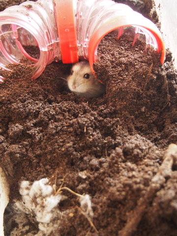 苺ichie ママ業の隙間に 土で飼うハムスター 穴を掘る