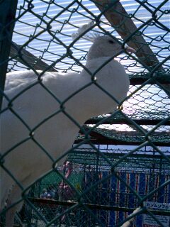 img20070501_3.jpg
