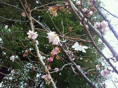 大阪城公園　桜