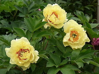 2012 5 24 シャクヤク　