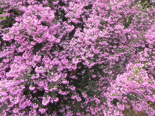 DSCN8039