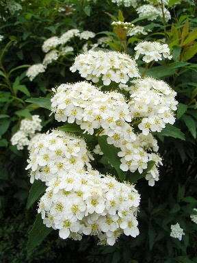 29こでまりNHK ラジオ深夜便