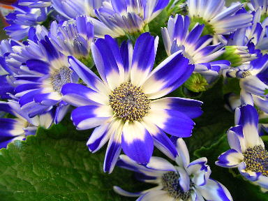 ２５シネラリア