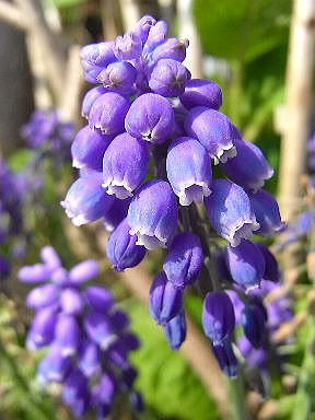 24 ムスカリ網走流氷です