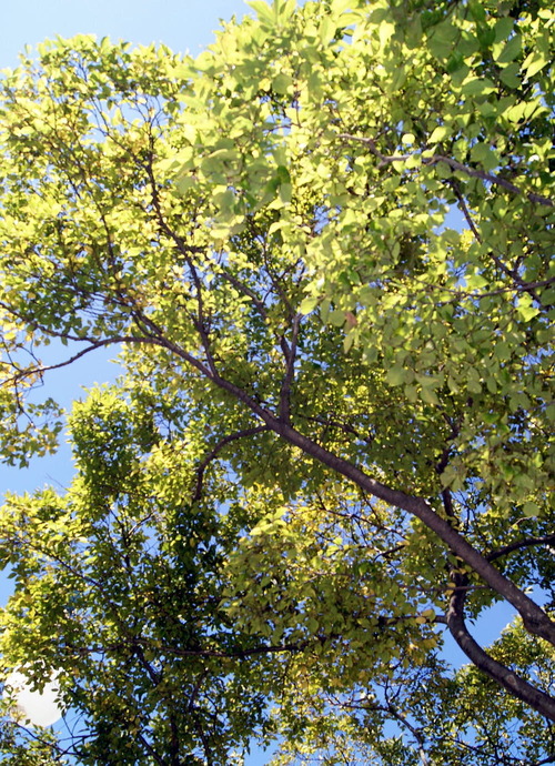 DSC00421