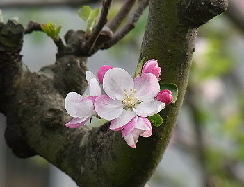 19 りんご　誘惑