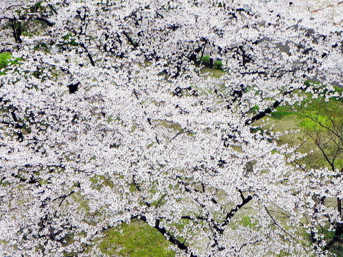 DSCN4010-1000