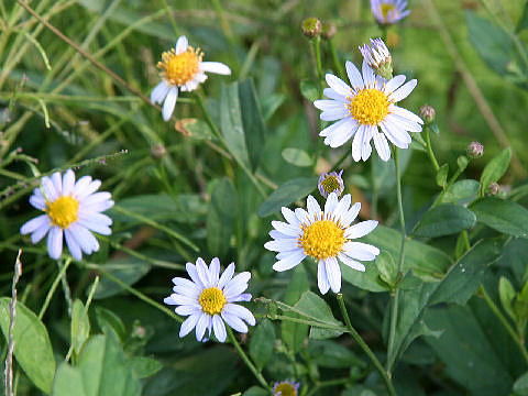 Drecom Isao Oのブログ 嫁菜 Nhk ラジオ深夜便 誕生花と花言葉