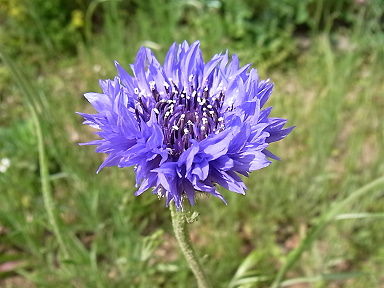 19 やぐるなまぎく